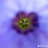 Longkruid (Pulmonaria )