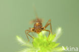 Irish Damselfly (Coenagrion lunulatum)