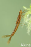 Irish Damselfly (Coenagrion lunulatum)