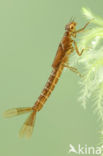 Irish Damselfly (Coenagrion lunulatum)