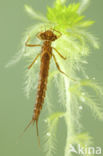 Irish Damselfly (Coenagrion lunulatum)