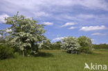 Hawthorn (Crataegus )
