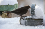 Merel (Turdus merula)