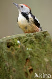 Middelste Bonte Specht (Dendrocopos medius)