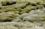 Moss