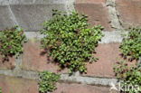 Wall-rue (Asplenium ruta-muraria)