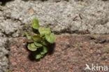 Muurvaren (Asplenium ruta-muraria)