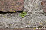 Muurvaren (Asplenium ruta-muraria)