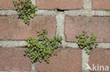 Wall-rue (Asplenium ruta-muraria)