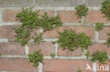 Wall-rue (Asplenium ruta-muraria)