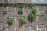 Wall-rue (Asplenium ruta-muraria)