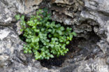 Wall-rue (Asplenium ruta-muraria)