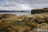 Myvatn