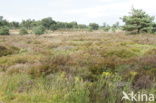 Nationaal Park Sallandse Heuvelrug