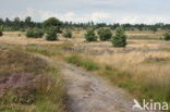 Nationaal Park Sallandse Heuvelrug