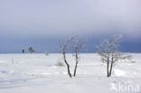 Natural Park Hautes Fagnes