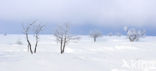 Natural Park Hautes Fagnes