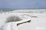 Natural Park Hautes Fagnes