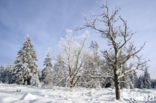 Natural Park Hautes Fagnes