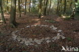 Nevelzwam (Clitocybe nebularis)