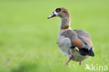 Egyptian Goose (Alopochen aegyptiaca)