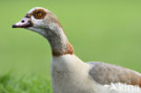 Egyptian Goose (Alopochen aegyptiaca)