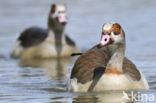 Egyptian Goose (Alopochen aegyptiaca)