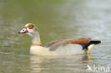 Egyptian Goose (Alopochen aegyptiaca)