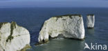 Old Harry Rocks