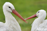 White Stork (Ciconia ciconia)