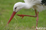 White Stork (Ciconia ciconia)