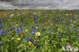 Oostwolder polder