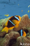 Orangefin anemonefish (Amphiprion chrysopterus)