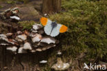 Orange-tip (Anthocharis cardamines)