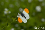 Oranjetipje (Anthocharis cardamines)