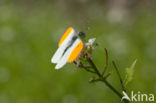 Orange-tip (Anthocharis cardamines)