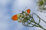 Oranjetipje (Anthocharis cardamines)