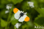 Oranjetipje (Anthocharis cardamines)