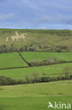 Osmington White Horse