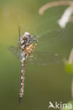 Paardenbijter (Aeshna mixta)