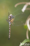 Paardenbijter (Aeshna mixta)