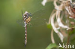 Paardenbijter (Aeshna mixta)