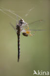 Migrant Hawker (Aeshna mixta)