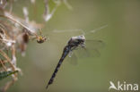 Paardenbijter (Aeshna mixta)