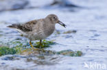 Paarse Strandloper (Calidris maritima)