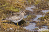 Paarse Strandloper (Calidris maritima)