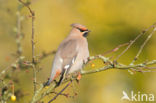 Pestvogel (Bombycilla garrulus)