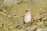 Pestvogel (Bombycilla garrulus)