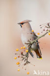 Pestvogel (Bombycilla garrulus)