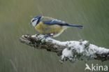 Blue Tit (Parus caeruleus)